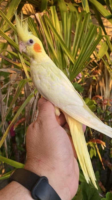 Caturra domesticada amarela com face vermelha