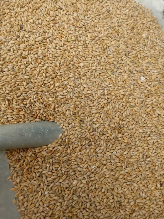 Pszenżyto Odmiana  Tadeus 2025