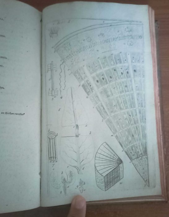 Compêndio de Botânica, 2º Tomo de dois, por Felix Avellar Brotero (1788)