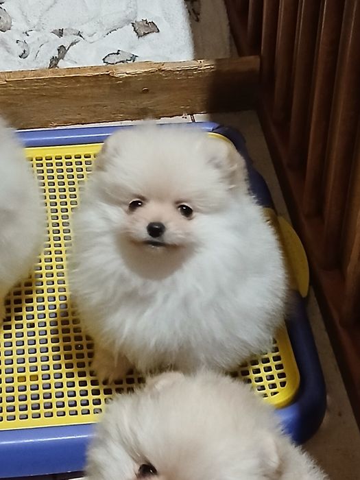 Чудові дітки померанського шпіца