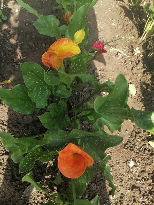 Калла сорту Marning sun