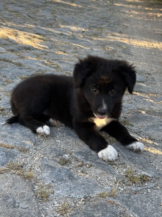 Cachorro border collie
