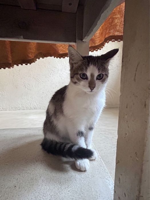 Uroczy kocurek do adopcji