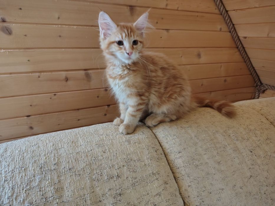 Maine coon, olbrzymi kot, kotka