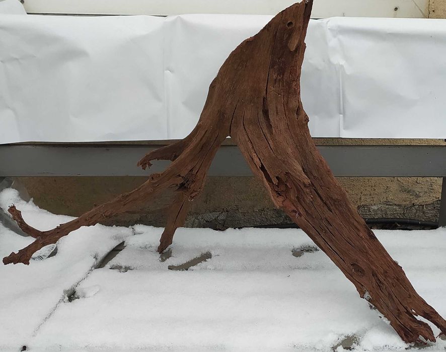 Wielki korzeń mangrowca