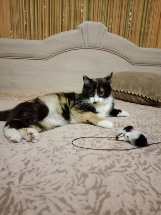 Кошеня 8 місяців стерилізована в добрі руки