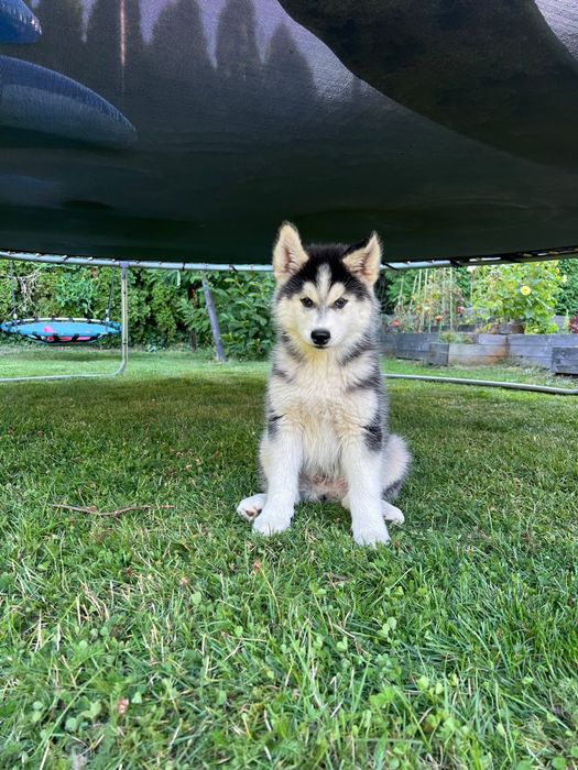 Siberian Husky - szczeniaki