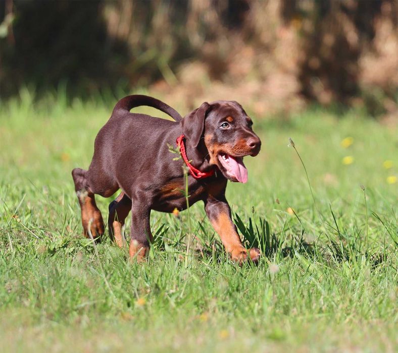 DOBERMAN zapowiedź miotu FCi