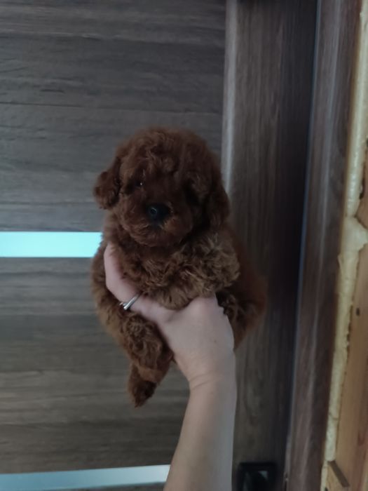 Дівчатка і хлопчики міні маленькі діти мальтіпу F2.і F1 Львів.