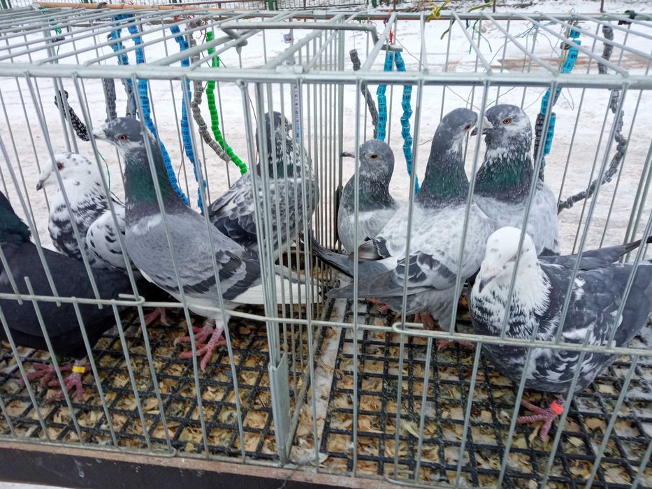 Sprzedam gołębie obrączkowane.
