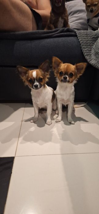 Chihuahua długowłosa samiec 29.03.2026