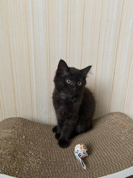 Котики шукають дім. Харків