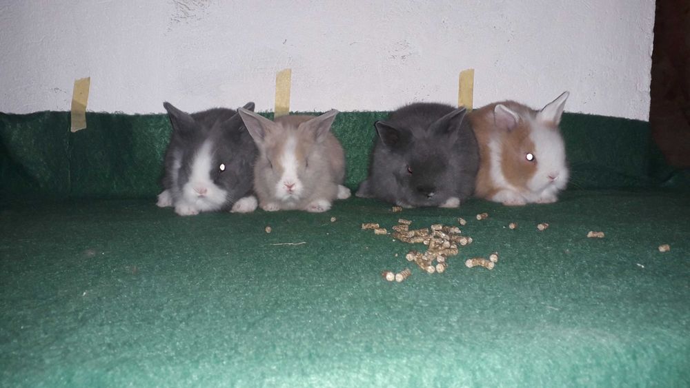 Кролики карликові, декоративні кролики.