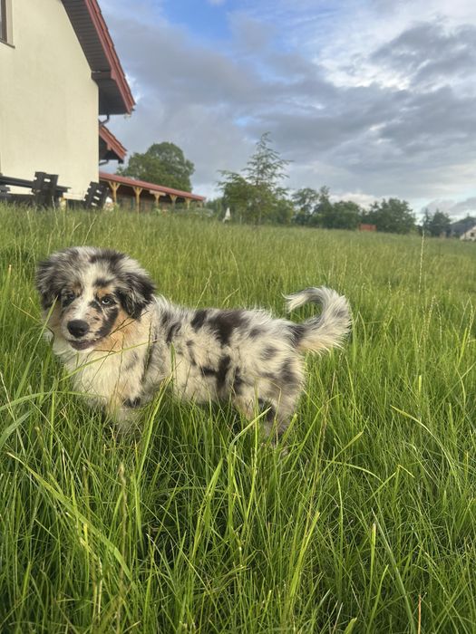 Miniaturowy owczarek amerykański, piesek gotowy na zmianę domu, ZKwP, FCI