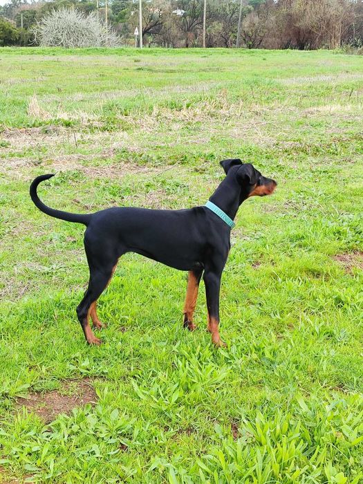 Cadela jovem do tipo Dobermann procura lar responsável