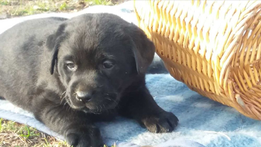 Labrador retriever czarny czekoladowy suka pies fci zkwp