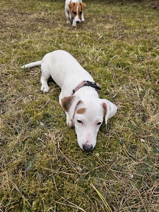 Suczka Jack Russel Terier