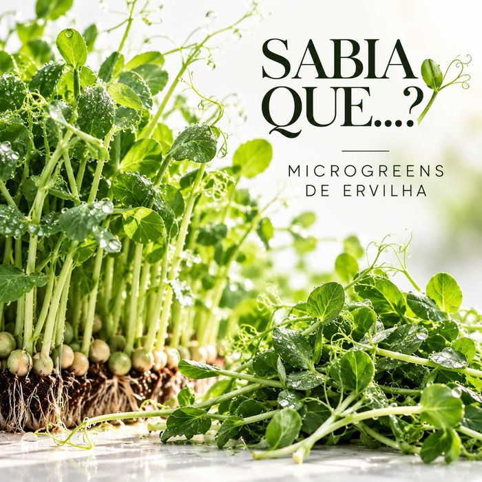 MICROGREENS DE ERVILHA · FRESCOS E PRODUÇÃO LOCAL