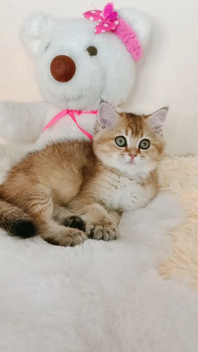 Красивая британская девочка с круглыми глазами.