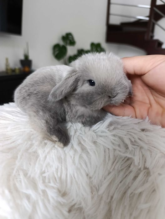 Mini lop karzełek Teddy hodowla