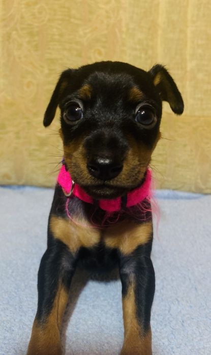 Щенки цвергпинчера