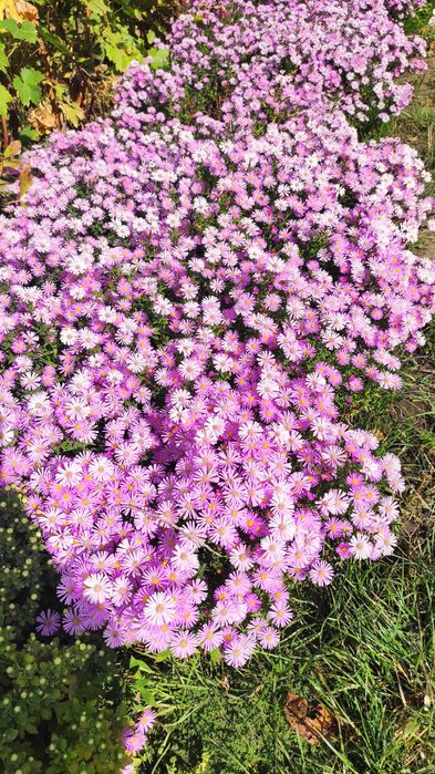 Многолетняя астра, сентябринки, морозец