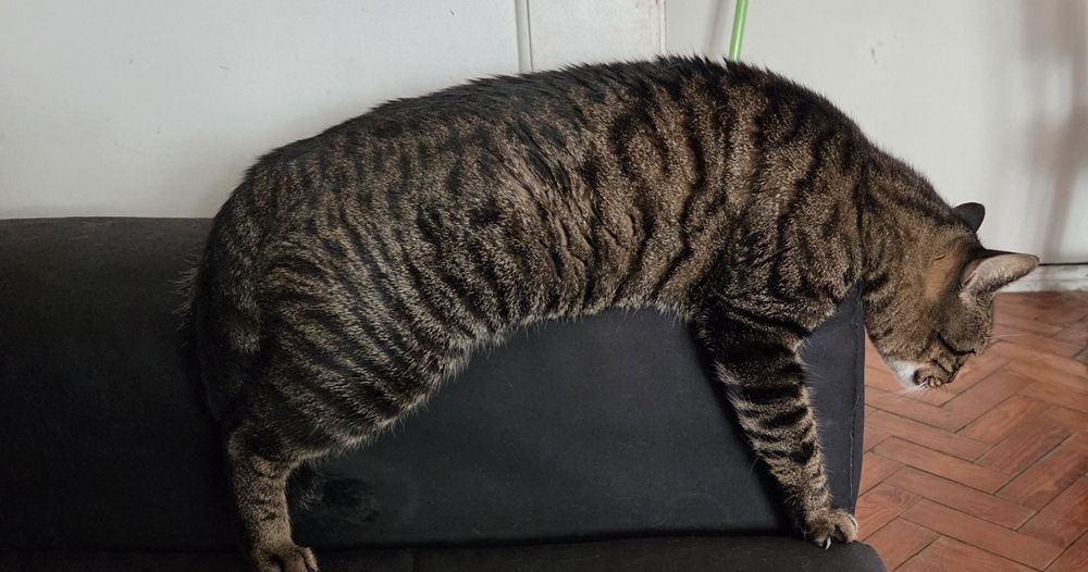 Gatinha para adoção