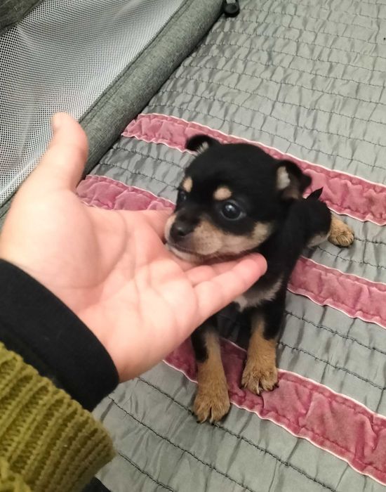 Pinscher mini fêmea