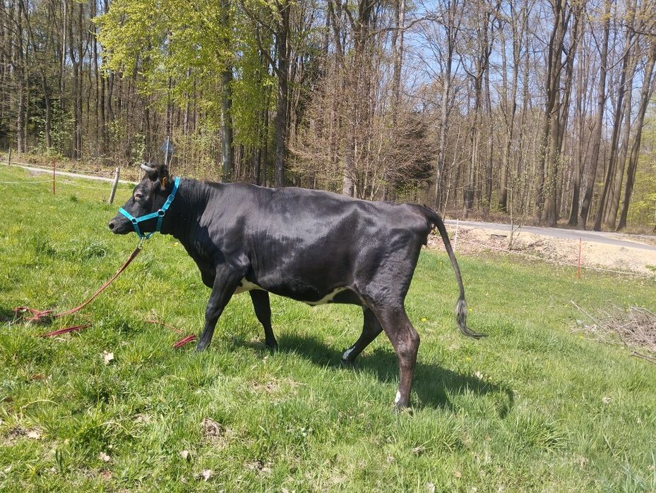 Sprzedam Jałówkę 75% rasy Jersey