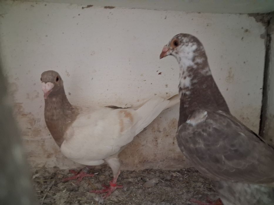 pombos correuos de linha antiga