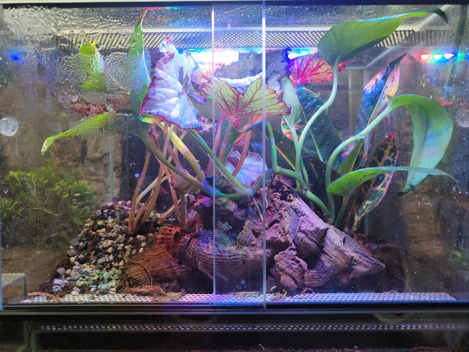 Gotowe terrarium 30*25*20cm