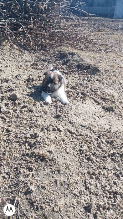 Цуценята Безскоштовно