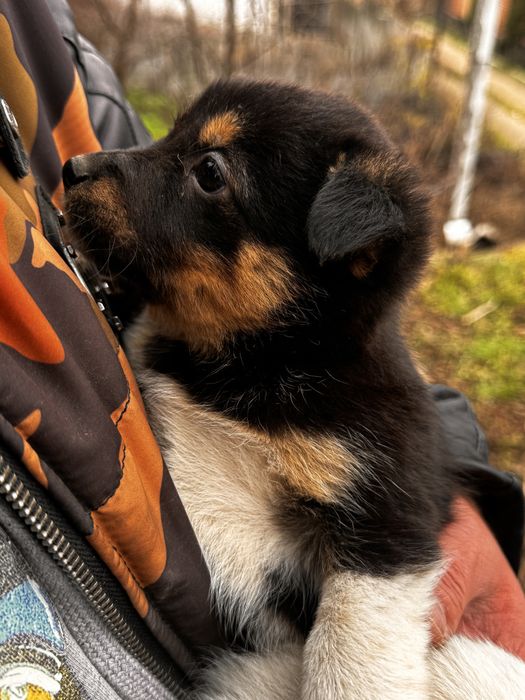 Терміново шукаємо родину