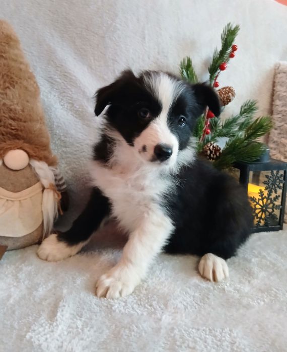 Border collie suczka z rodowodem