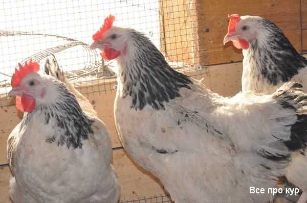 Яйцо для инкубации доминанта д 104