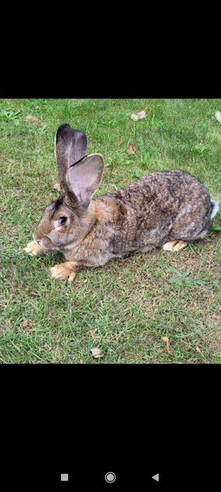 Кролі бельгійський велетень