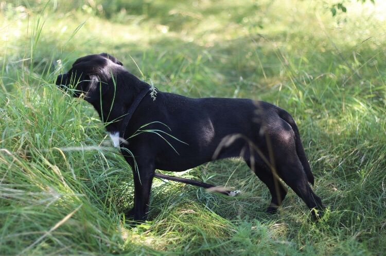 Amorka – suczka do adopcji