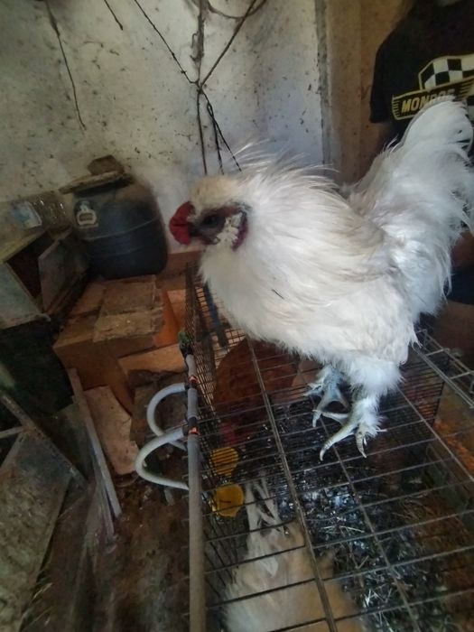 Vendo galos sedosa