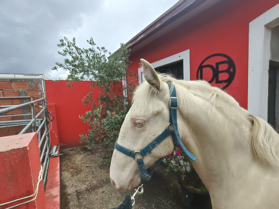 Potro Isabel PSL