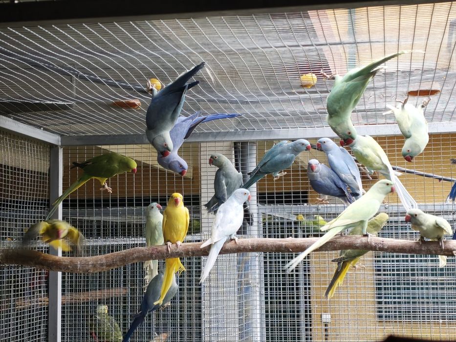 Ring necks de várias mutações