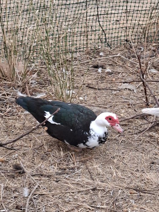 Pato mudo do campo