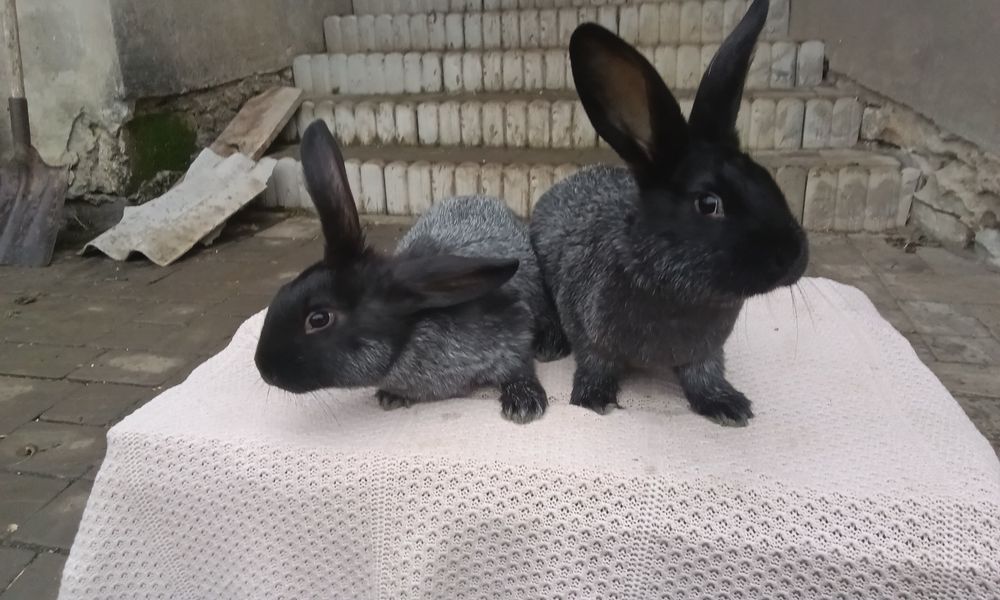 Кролі породи Полтавське срібло вік 2 місяці проколені