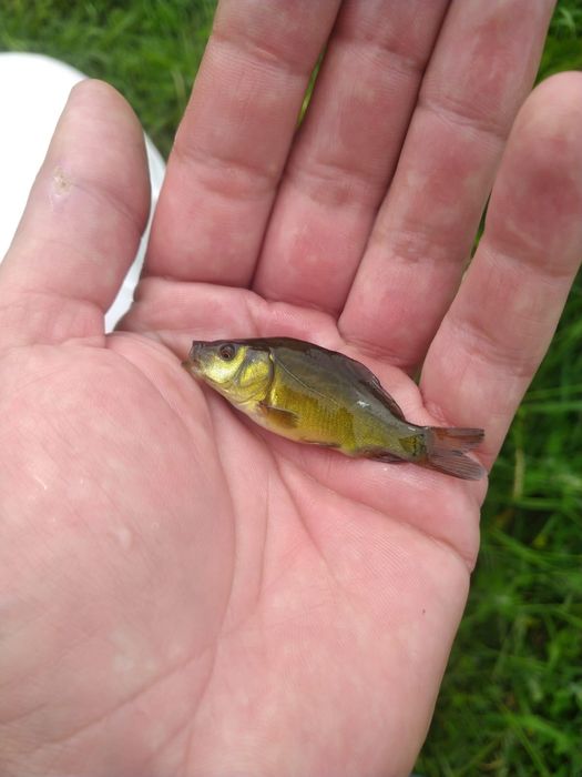 Karp -Lipcówka -