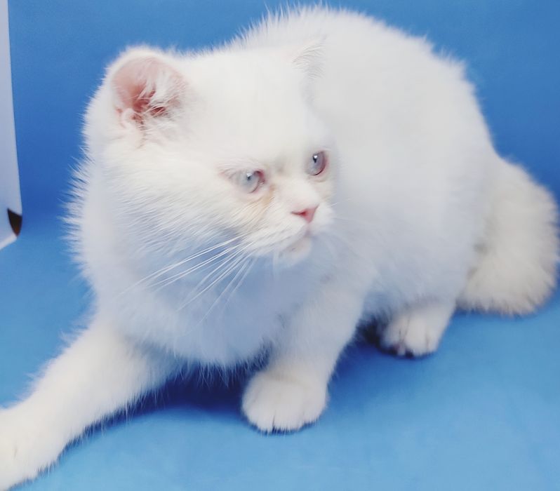 Скотиш страйт, шотландский, короткошерстный