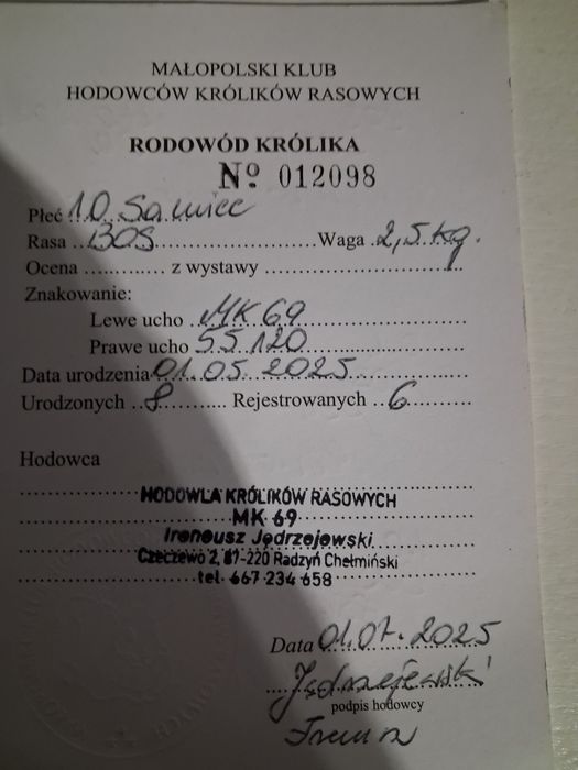 Sprzedam królika z rodowodem