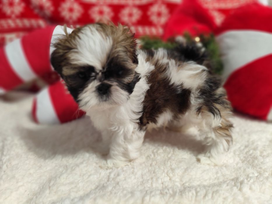 Shih-tzu  Axel  piesek tricolor