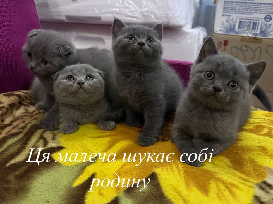 Котенята шотландці
