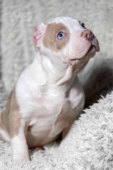 Голубоокий хлопчик , 2,5 міс