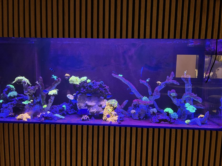 Aquário de água salgada – 200 × 80 × 60 cm