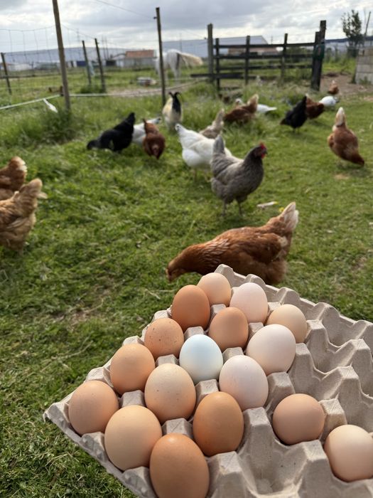 Vendo galo ( a galar ) galinhas adultas ( cerca de 2/3 anos ) ainda metem ovos e uma coquicha